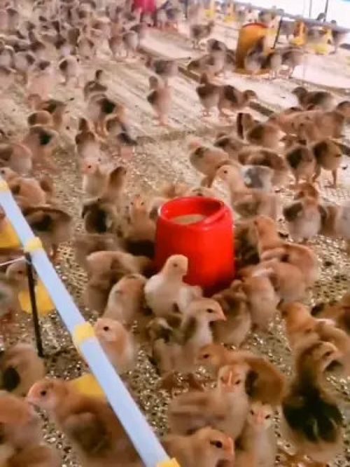 科學(xué)養(yǎng)殖與光禽屠宰 提升家禽與水產(chǎn)養(yǎng)殖效益的實(shí)用指南