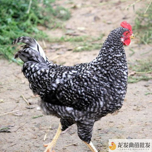 鄧川綠殼蛋雞 品種優(yōu)良飼養(yǎng)簡(jiǎn)，光禽加工口碑佳