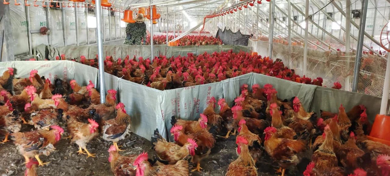 高硐村 抱團(tuán)養(yǎng)雞興產(chǎn)業(yè) 光禽加工拓富路