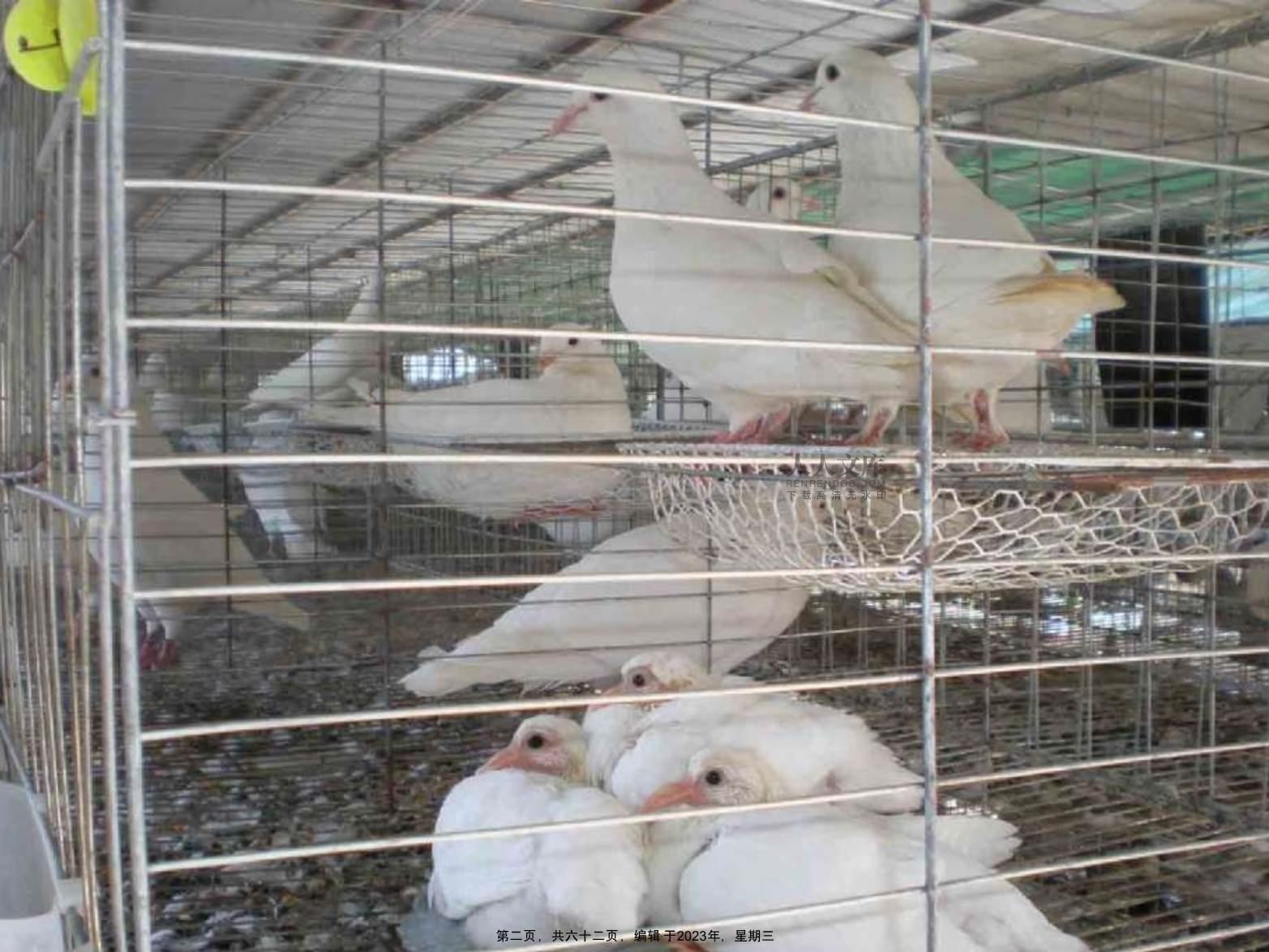 肉鴿鵪鶉雉雞飼養(yǎng)管理技術(shù)及光禽屠宰生產(chǎn)指南