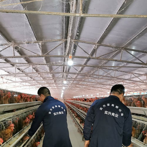 凱利燃燒器、廠家采購與光禽屠宰生產線 設備選擇與生產集成指南