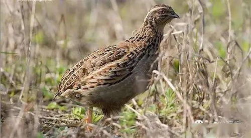 家禽用藥小常識(shí)與光禽的屠宰及生產(chǎn)指南