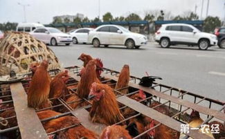 光禽屠宰與生產(chǎn)新趨勢 應對禁養(yǎng)范圍擴大的挑戰(zhàn)與機遇