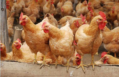 提升雞群均勻度 科學養(yǎng)殖是正道，勿信旁門左道