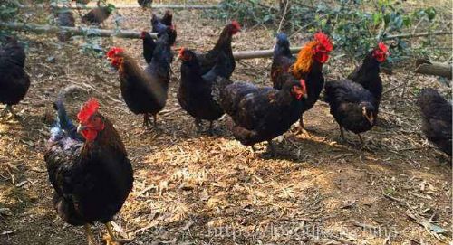 有機家禽養(yǎng)殖技術與光禽屠宰生產(chǎn)全流程解析