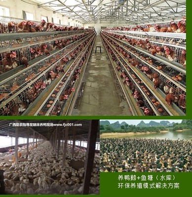 專業(yè)助農(nóng)家禽養(yǎng)殖服務 賦能農(nóng)戶，提升養(yǎng)殖效益