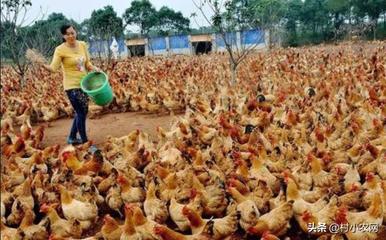 鄉(xiāng)村振興新機遇 家禽養(yǎng)殖創(chuàng)業(yè)指南與致富路徑