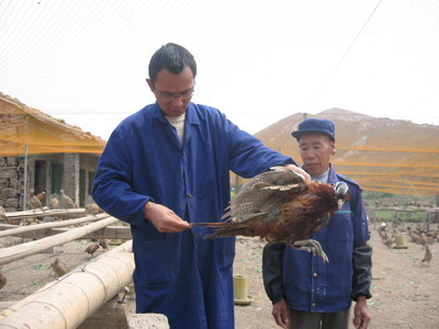 飛翔家禽養(yǎng)殖合作社 以專業(yè)養(yǎng)殖助力鄉(xiāng)村振興，打造三門特色農(nóng)業(yè)名片