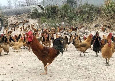 補助暖人心，家禽養(yǎng)殖戶轉(zhuǎn)憂為喜