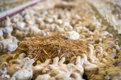 10種低成本蛋白質(zhì)家禽飼料，為您的養(yǎng)殖業(yè)降本增效