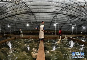 樂亭 海產品工廠化養殖與光禽屠宰加工雙輪驅動，鋪就農民增收致富路