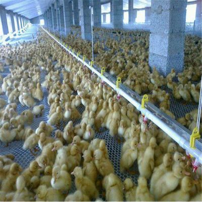 專業視角下的肉雞養殖、光禽屠宰與現代化生產流程