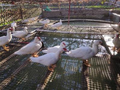 從鄉村魚塘家禽養殖到光禽屠宰生產 一條龍致富經