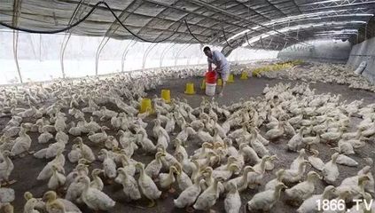 農村養殖業未來發展的八大方向 緊跟趨勢，抓住光禽屠宰生產機遇